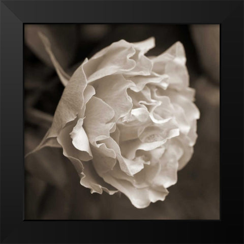Rose Profile Black Modern Wood Framed Art Print by Semenza, Marlana