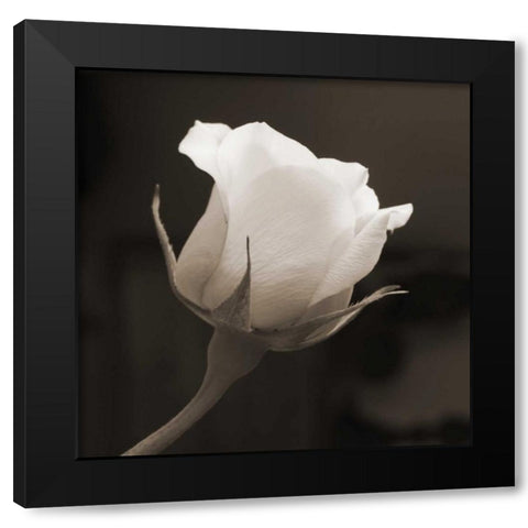 Single Bud Black Modern Wood Framed Art Print by Semenza, Marlana
