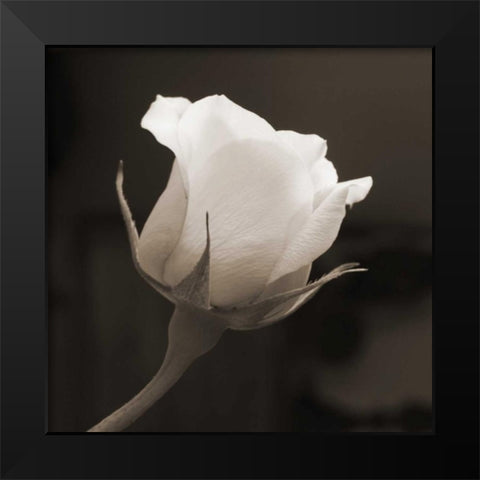 Single Bud Black Modern Wood Framed Art Print by Semenza, Marlana