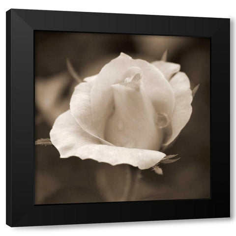 Rose Bud Black Modern Wood Framed Art Print by Semenza, Marlana