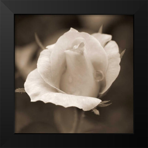 Rose Bud Black Modern Wood Framed Art Print by Semenza, Marlana
