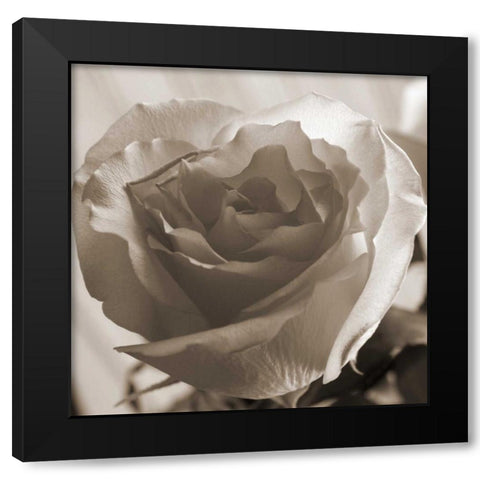 Open Rose Black Modern Wood Framed Art Print by Semenza, Marlana