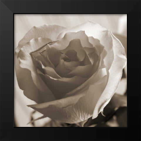 Open Rose Black Modern Wood Framed Art Print by Semenza, Marlana