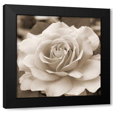 Rose Glory Black Modern Wood Framed Art Print by Semenza, Marlana