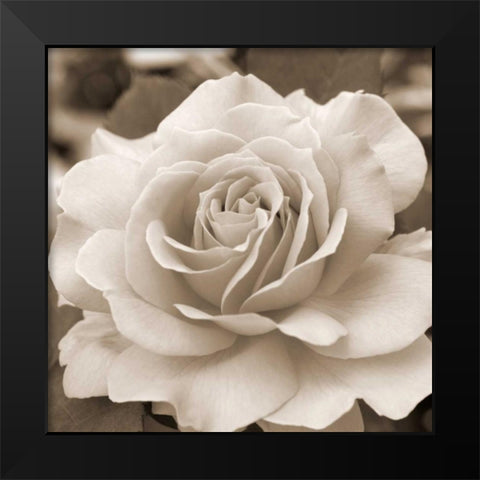 Rose Glory Black Modern Wood Framed Art Print by Semenza, Marlana