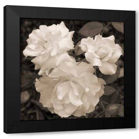 Rose Trio Black Modern Wood Framed Art Print by Semenza, Marlana