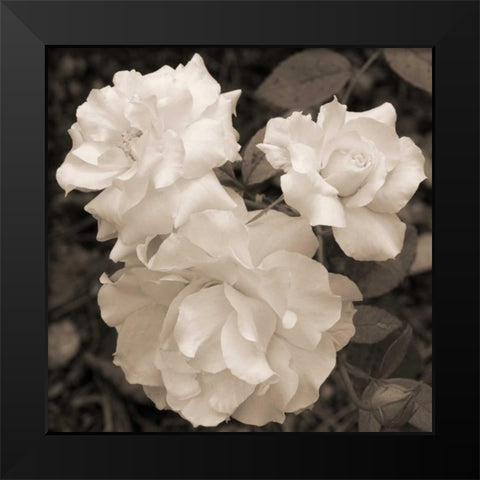 Rose Trio Black Modern Wood Framed Art Print by Semenza, Marlana