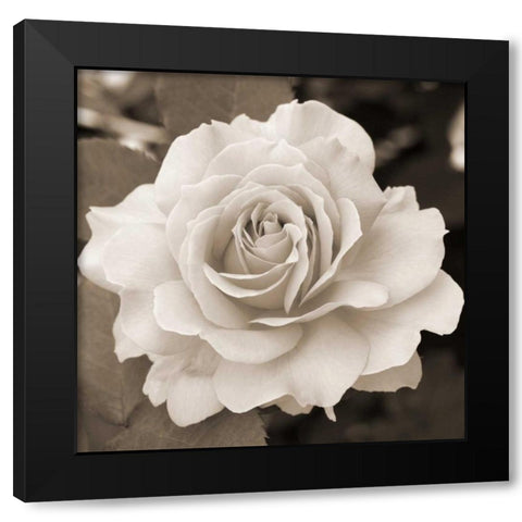 Rose Perfection Black Modern Wood Framed Art Print by Semenza, Marlana