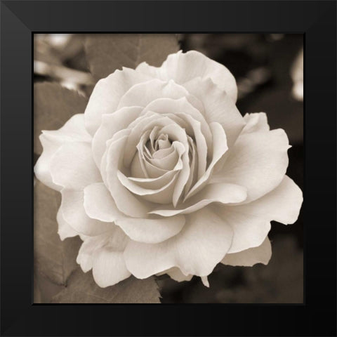 Rose Perfection Black Modern Wood Framed Art Print by Semenza, Marlana