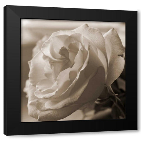 Sepia Rose 1 Black Modern Wood Framed Art Print by Semenza, Marlana