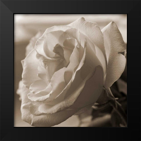 Sepia Rose 1 Black Modern Wood Framed Art Print by Semenza, Marlana