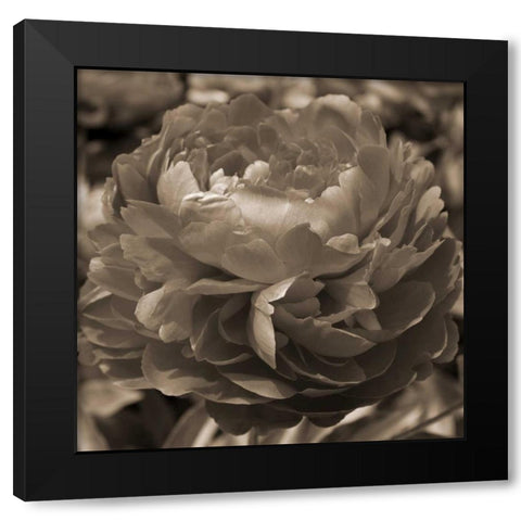 Peony Glory Black Modern Wood Framed Art Print by Semenza, Marlana