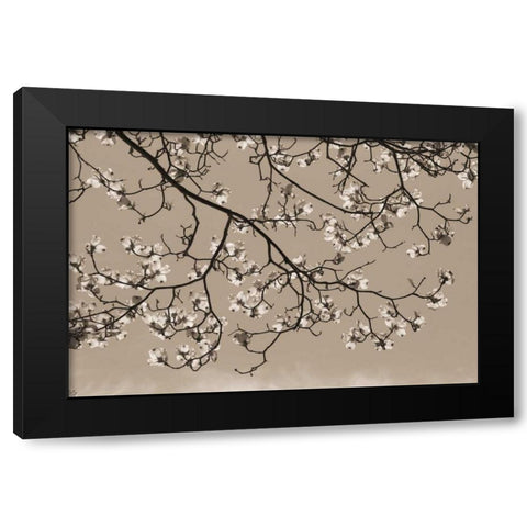 Dogwood Silhouette 1 Black Modern Wood Framed Art Print by Semenza, Marlana