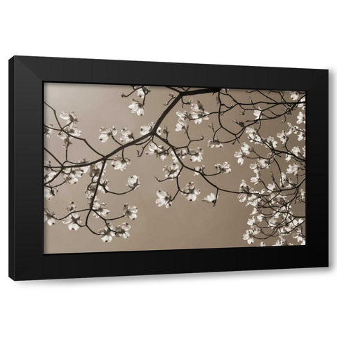 Dogwood Silhouette 2 Black Modern Wood Framed Art Print by Semenza, Marlana