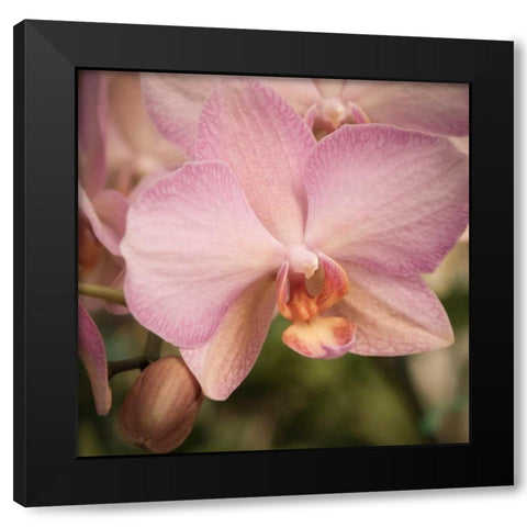 Orchid Romance Black Modern Wood Framed Art Print by Sememza, Marlana