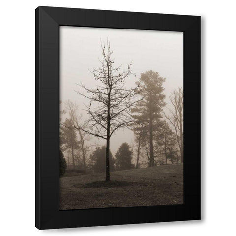 Evening Mist 1 Black Modern Wood Framed Art Print by Sememza, Marlana