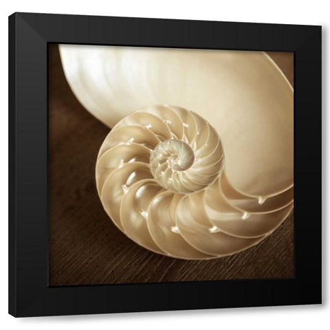 Natural Nautilus Black Modern Wood Framed Art Print with Double Matting by Semenza, Marlana