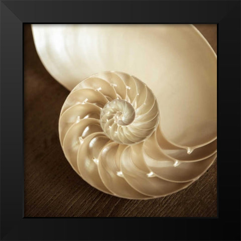 Natural Nautilus Black Modern Wood Framed Art Print by Semenza, Marlana