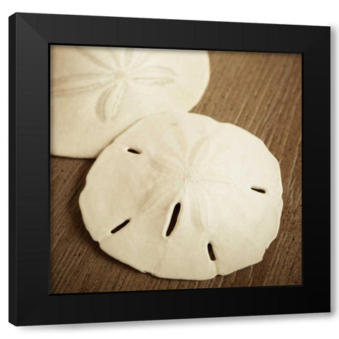 Natural Sand Dollars Black Modern Wood Framed Art Print by Semenza, Marlana