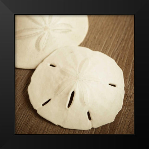 Natural Sand Dollars Black Modern Wood Framed Art Print by Semenza, Marlana