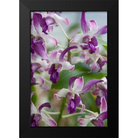 Array of Orchids Black Modern Wood Framed Art Print by Semenza, Marlana