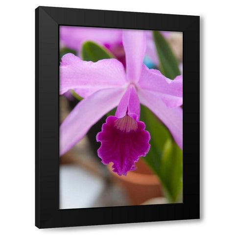 Orchid Close Up Black Modern Wood Framed Art Print by Semenza, Marlana
