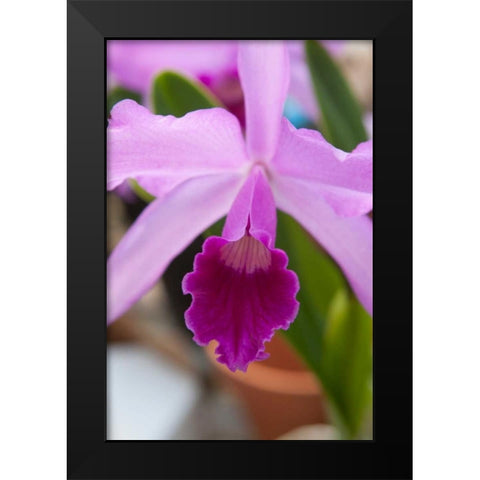 Orchid Close Up Black Modern Wood Framed Art Print by Semenza, Marlana