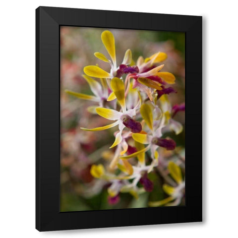 Tropical Garden Orchids Black Modern Wood Framed Art Print with Double Matting by Semenza, Marlana