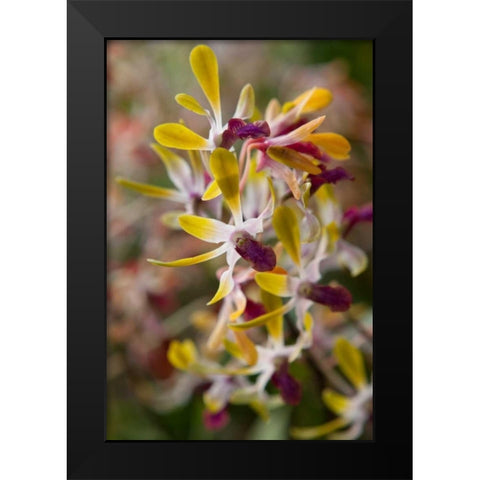Tropical Garden Orchids Black Modern Wood Framed Art Print by Semenza, Marlana