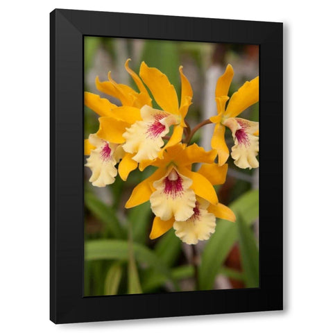 Golden Orchids Black Modern Wood Framed Art Print by Semenza, Marlana