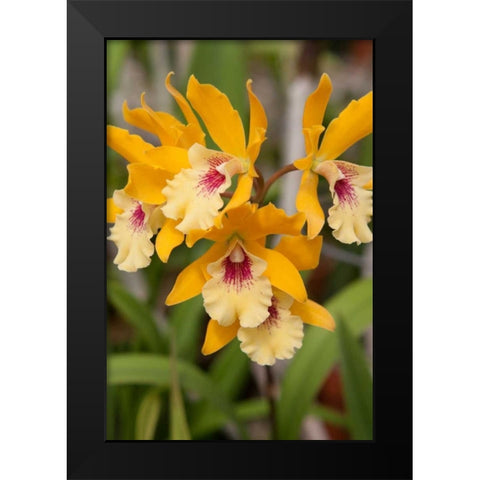 Golden Orchids Black Modern Wood Framed Art Print by Semenza, Marlana