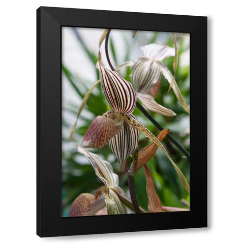 Orchid In Stripes Black Modern Wood Framed Art Print with Double Matting by Semenza, Marlana