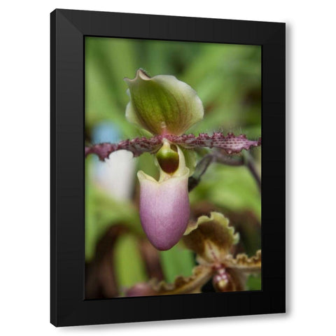 Orchid Exotic Black Modern Wood Framed Art Print by Semenza, Marlana