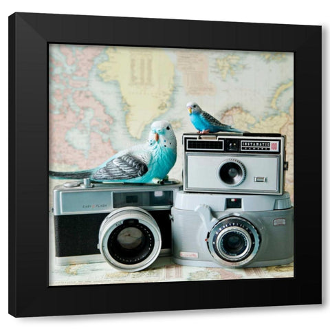 Budgie Photo Bomb Black Modern Wood Framed Art Print by Susannah Tucker Photography
