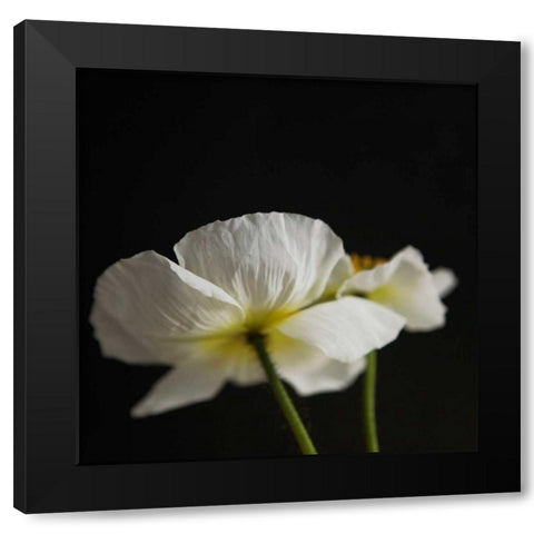 Dramatic Petals 1 Black Modern Wood Framed Art Print by Susannah Tucker Photography