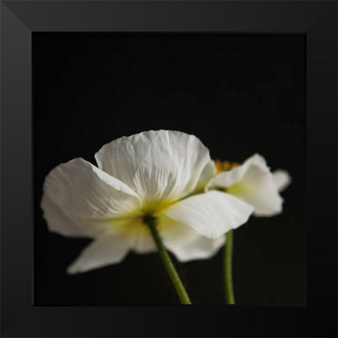 Dramatic Petals 1 Black Modern Wood Framed Art Print by Susannah Tucker Photography