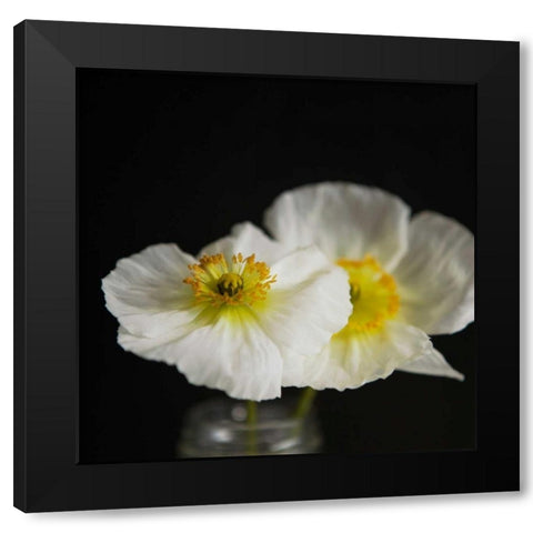 Dramatic Petals 2 Black Modern Wood Framed Art Print with Double Matting by Susannah Tucker Photography
