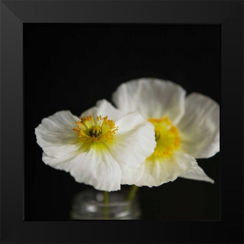 Dramatic Petals 2 Black Modern Wood Framed Art Print by Susannah Tucker Photography