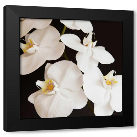 Dramatic Orchid 1 Black Modern Wood Framed Art Print by Susannah Tucker Photography