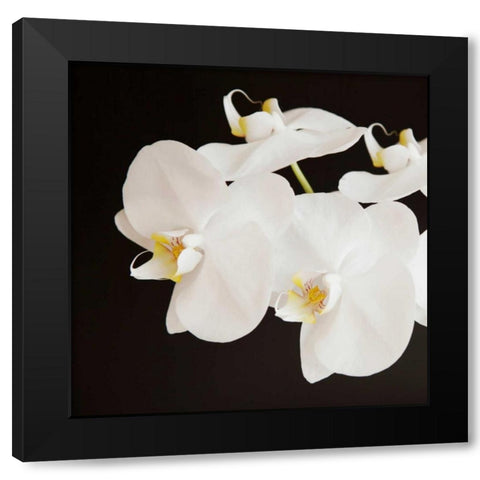 Dramatic Orchid 2 Black Modern Wood Framed Art Print by Susannah Tucker Photography