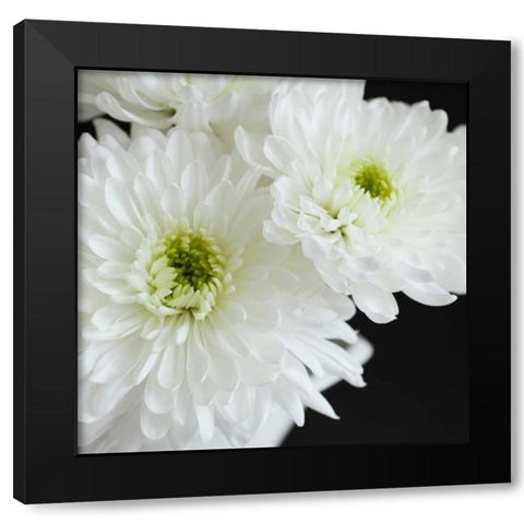 Dramatic Chrysanthemum 1 Black Modern Wood Framed Art Print by Susannah Tucker Photography