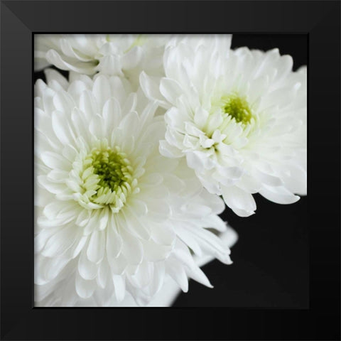 Dramatic Chrysanthemum 1 Black Modern Wood Framed Art Print by Susannah Tucker Photography