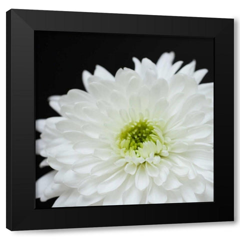 Dramatic Chrysanthemum 2 Black Modern Wood Framed Art Print by Susannah Tucker Photography