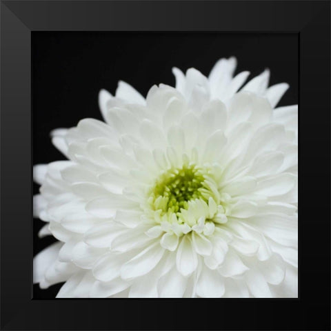 Dramatic Chrysanthemum 2 Black Modern Wood Framed Art Print by Susannah Tucker Photography