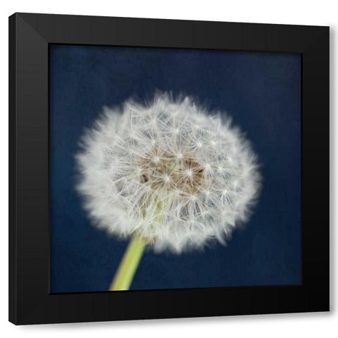 Wish Garden Black Modern Wood Framed Art Print by Susannah Tucker Photography