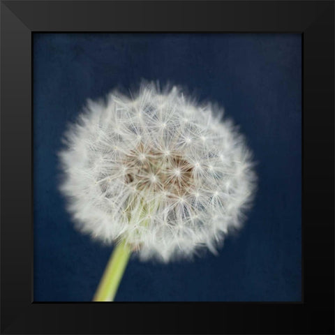 Wish Garden Black Modern Wood Framed Art Print by Susannah Tucker Photography