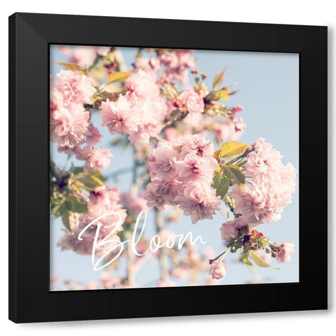 Blooming Cherry Blossoms Black Modern Wood Framed Art Print by Susannah Tucker Photography