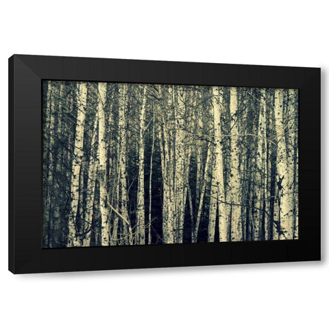 Birch Dream Black Modern Wood Framed Art Print with Double Matting by Dickinson, Robin