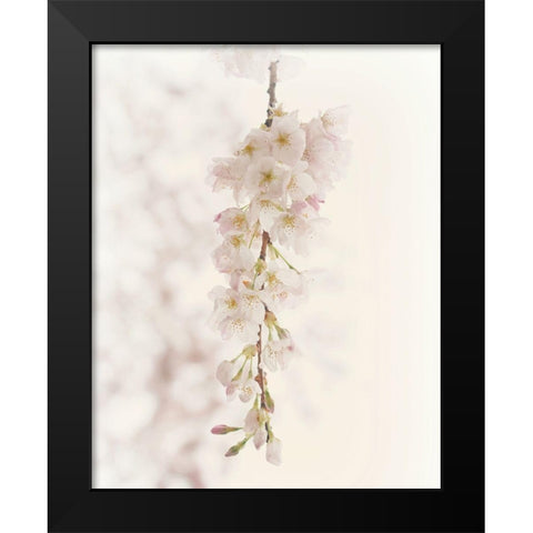 Hanging Blossoms Black Modern Wood Framed Art Print by Dickinson, Robin