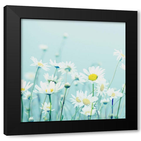 Day Daisies Black Modern Wood Framed Art Print by Dickinson, Robin